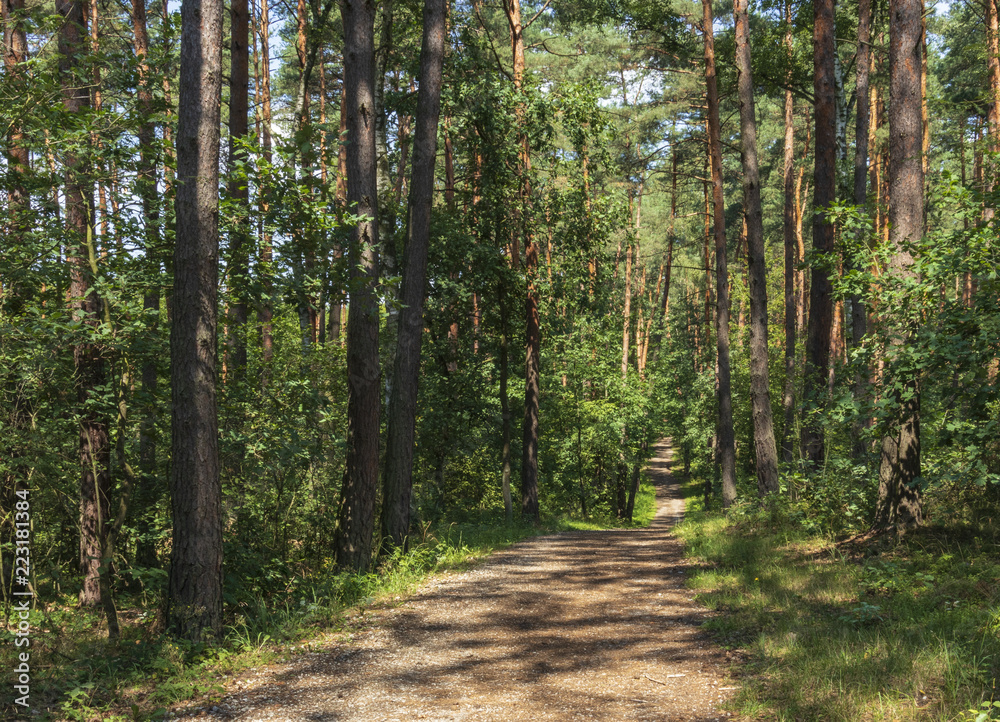 South of Poland. Niepolomice Forest South of Poland. Niepolomice Forest
