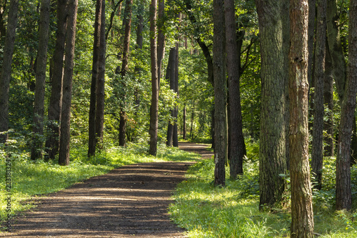 South of Poland. Niepolomice Forest