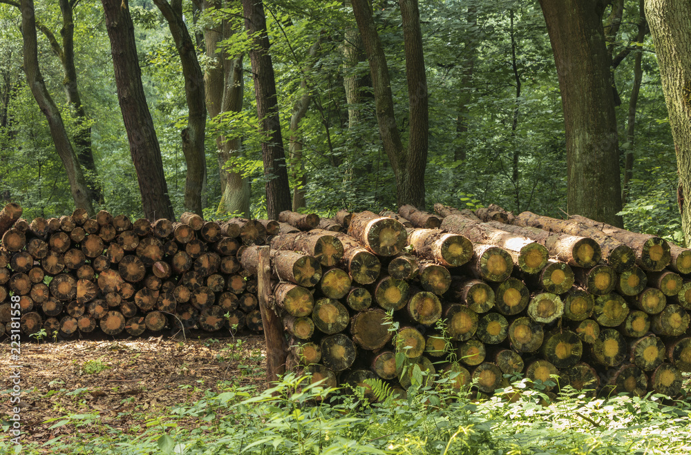 South of Poland. Niepolomice Forest