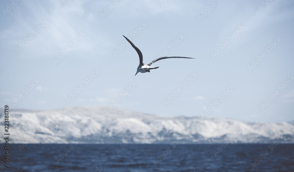 Krk; Croatia - 2014; Seagull flying over sea