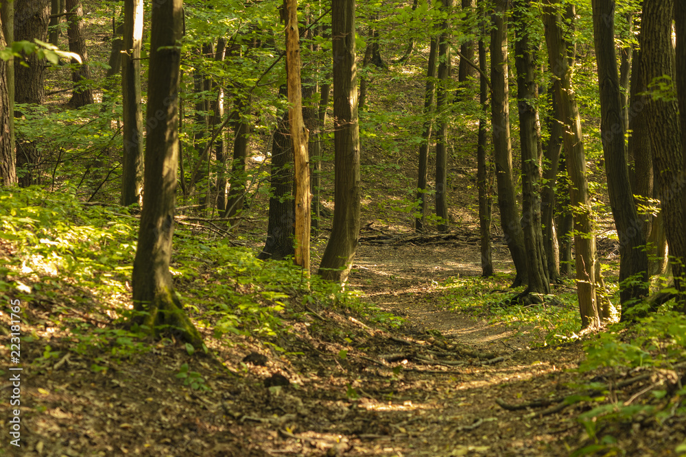 Fototapeta premium Tyniecki forest near Cracow