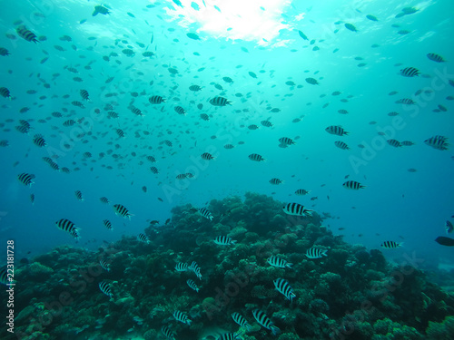 School of Sergeant Major fish Swimming in around Coral Reef in Egypt