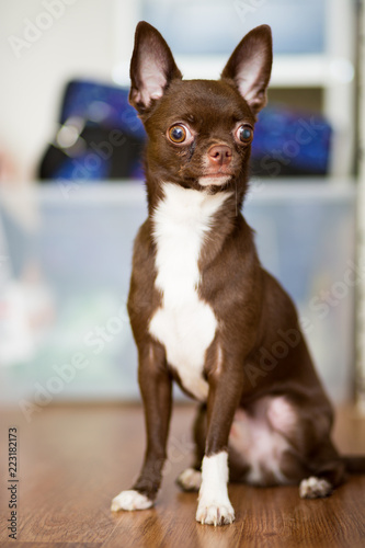 Chihuahua dog of brown color with white breast sits on the floor