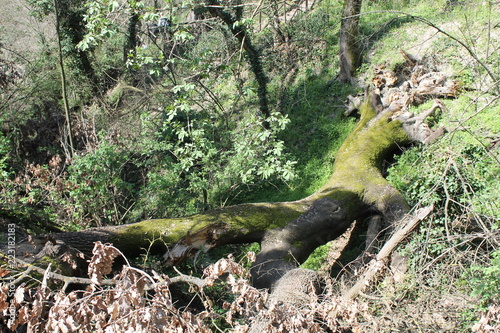 Fototapeta Naklejka Na Ścianę i Meble -  Fallen Tree
