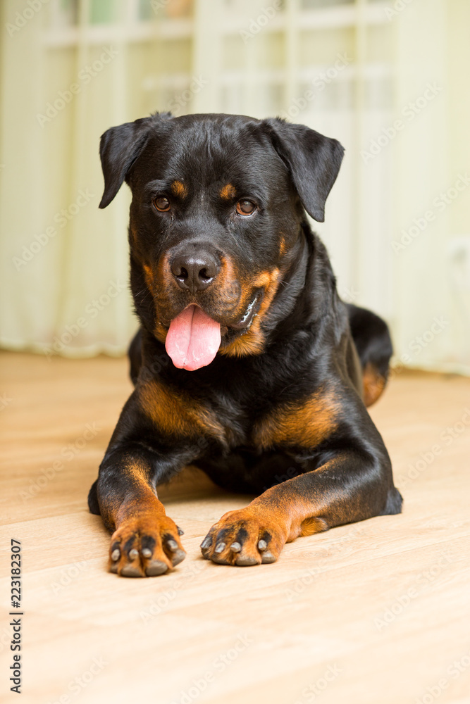 Fototapeta premium Rottweiler breed dog lying on the floor with his tongue out
