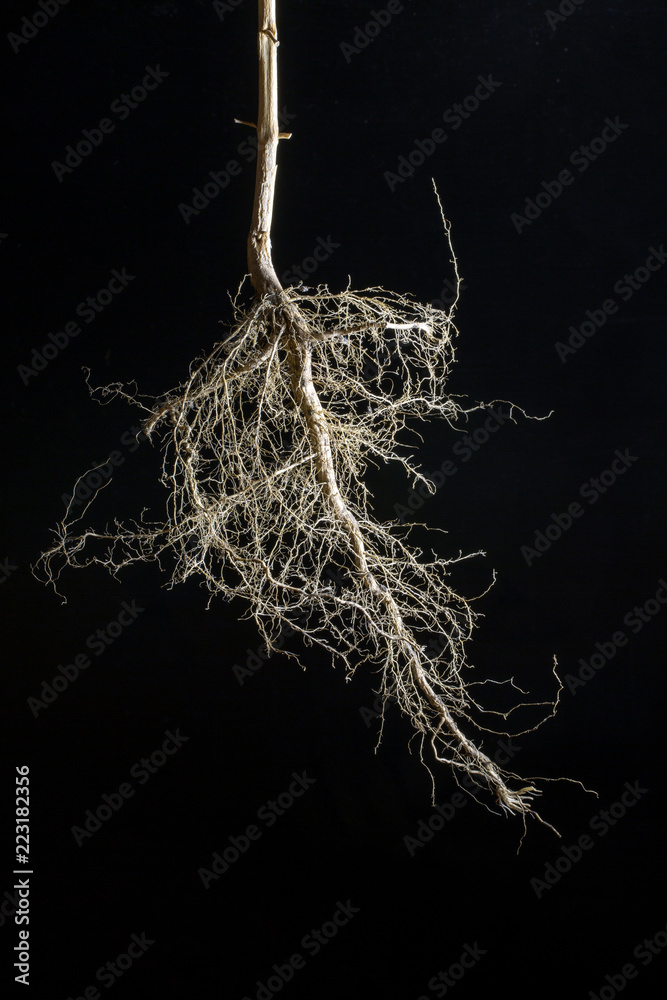 Fototapeta premium Dry root of a plant on a black background