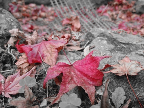 lonely Maple leaves fall