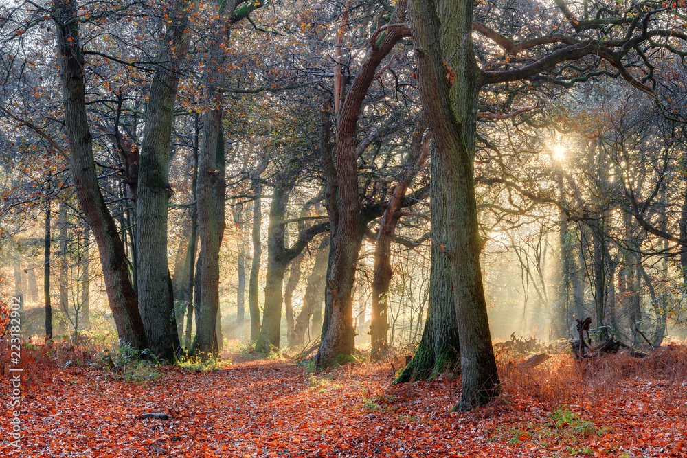 Fototapeta premium Beautiful forest in autumn in the Netherlands with an amazing sunrise and a mysterious atmosphere