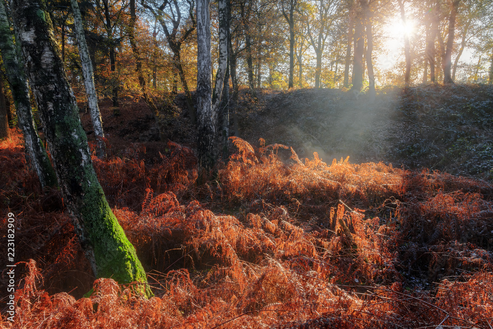 Beautiful mysterious morning sunrise in autumn in a forest in the Netherlands with vibrant red and brown ferns and birch trees Beautiful mysterious morning sunrise in autumn in a forest in the Netherlands with vibrant red and brown ferns and birch trees