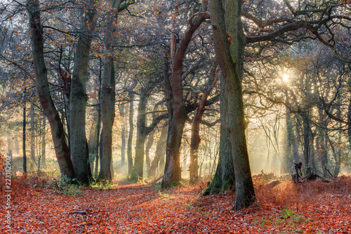 Beautiful forest in autumn in the Netherlands with an amazing sunrise and a mysterious atmosphere © dennisvdwater