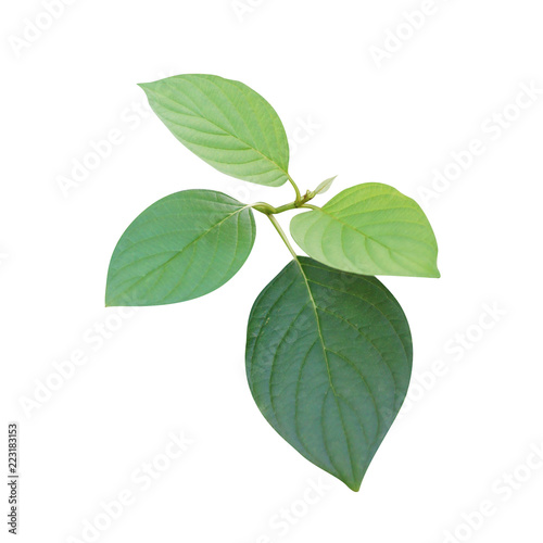 Botanical close up photo of a single flower isolated on white background. Green branch with leaves photo for decoration.