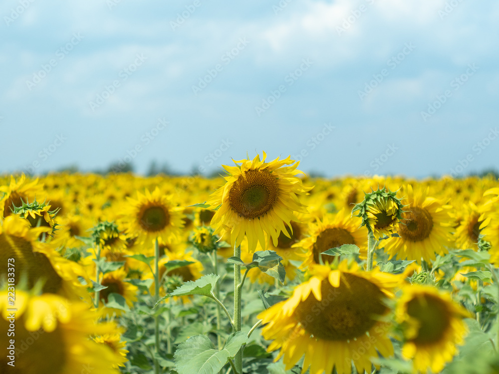 Sunflowers with green leaves and yellow petals blossoming in rural field, close up view. Yellow agricultural field blooming under grey cloudy sky. Blurred background. Soft selective focus Sunflowers with green leaves and yellow petals blossoming in rural field, close up view. Yellow agricultural field blooming under grey cloudy sky. Blurred background. Soft selective focus