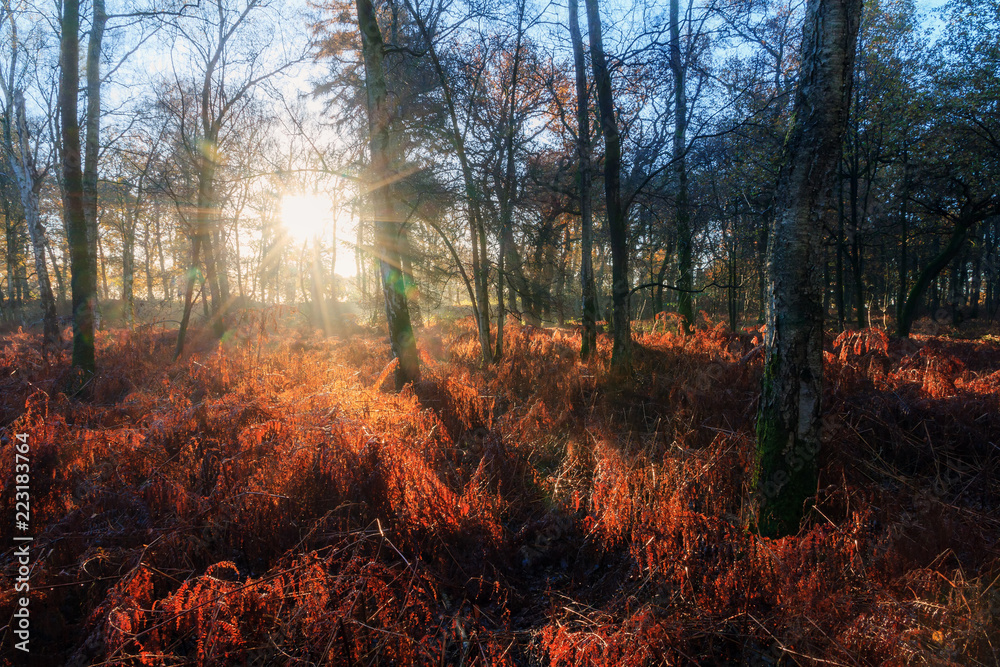 Fototapeta premium Beautiful mysterious morning sunrise in autumn in a forest in the Netherlands with vibrant red and brown ferns and birch trees