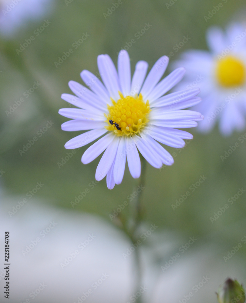 Obraz premium Purple and yellow tiny English Daisy in grass with an ant on it