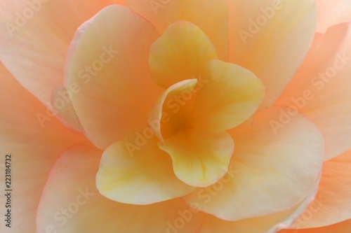 Begonia petals- detail of the flower