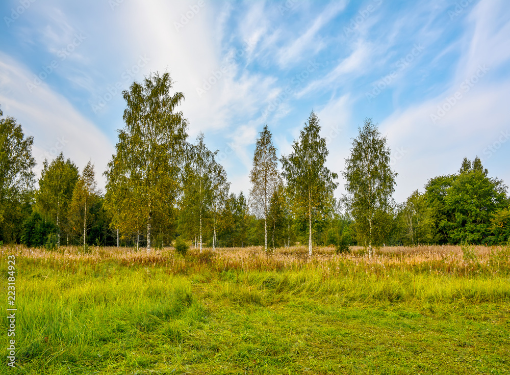 Fototapeta premium Sunny autumn day at the edge of the forest. Early autumn.