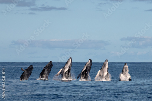 sequence of humback whale calf breaching in polynesia photo