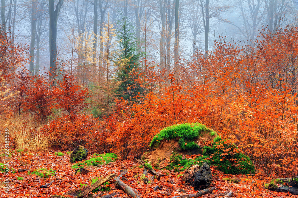 Beautiful mysterious trees in autumn in a forest in the Netherlands with morning fog and vibrant leafs
Beautiful mysterious trees in autumn in a forest in the Netherlands with morning fog and vibrant leafs