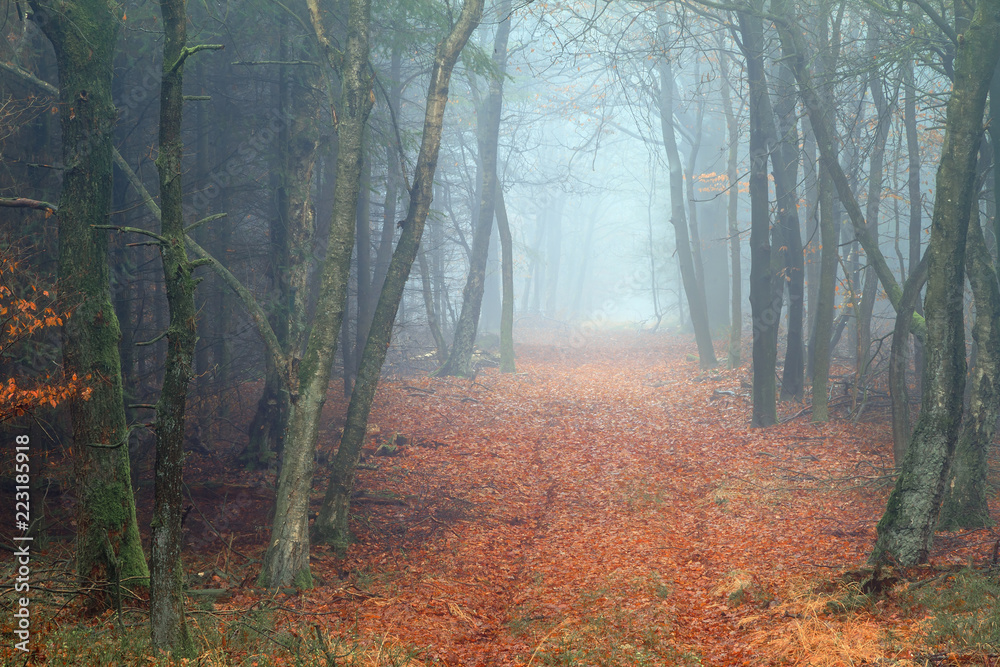 Beautiful mysterious lane in autumn in a forest in the Netherlands with morning fog and vibrant leafs