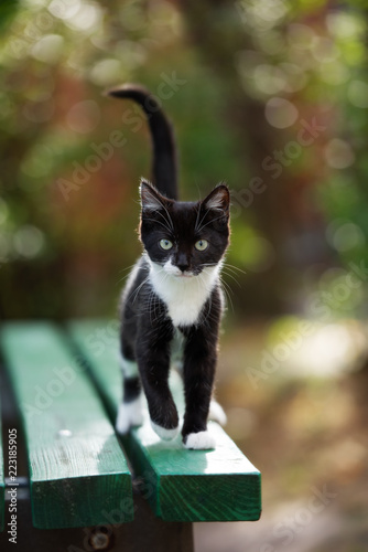 Fototapeta Naklejka Na Ścianę i Meble -  beautiful black and white kitten posing outdoors