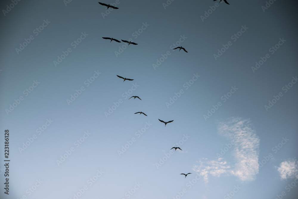 Fototapeta premium Group of birds migrating against the nice blue sky