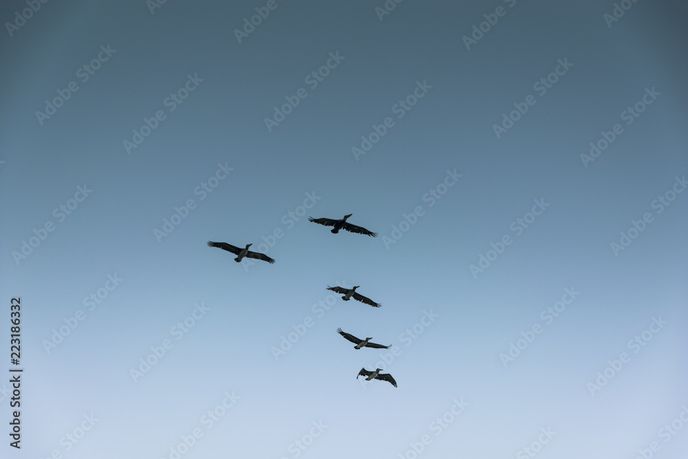 Group of birds migrating against the nice blue sky