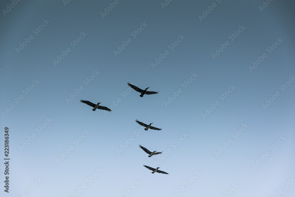 Group of birds migrating against the nice blue sky Group of birds migrating against the nice blue sky