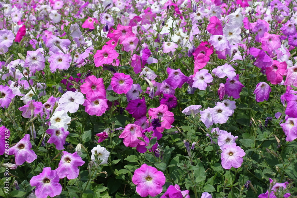 Fototapeta premium Lots of flowering petunias in various shades of pink