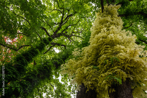 Thick green vegetation in humlegarden in stockholm photo