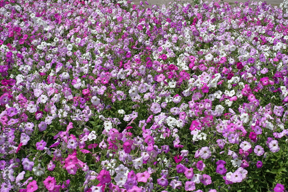 Pink, mauve and white flowers of petunias in the flowerbed Pink, mauve and white flowers of petunias in the flowerbed