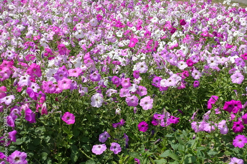 Plenty of flowering petunias in various shades of pink