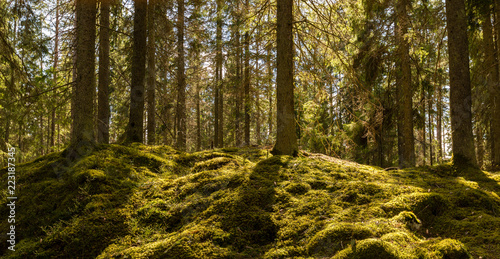 Sunshine on the forest moss
