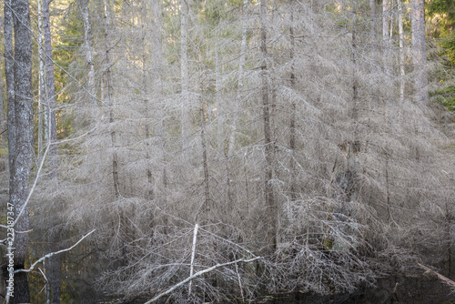 Dead trees in the forrest