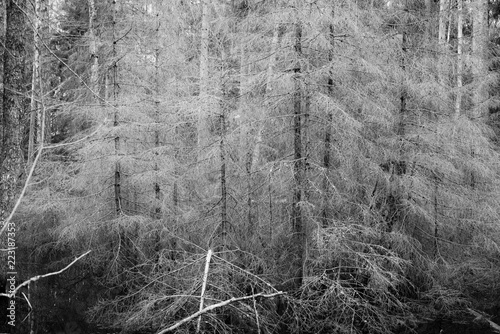 Dead trees in the forrest