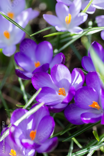 Purple crocus spring flowers