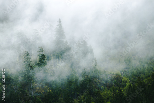 A tree stands tall in the Haze