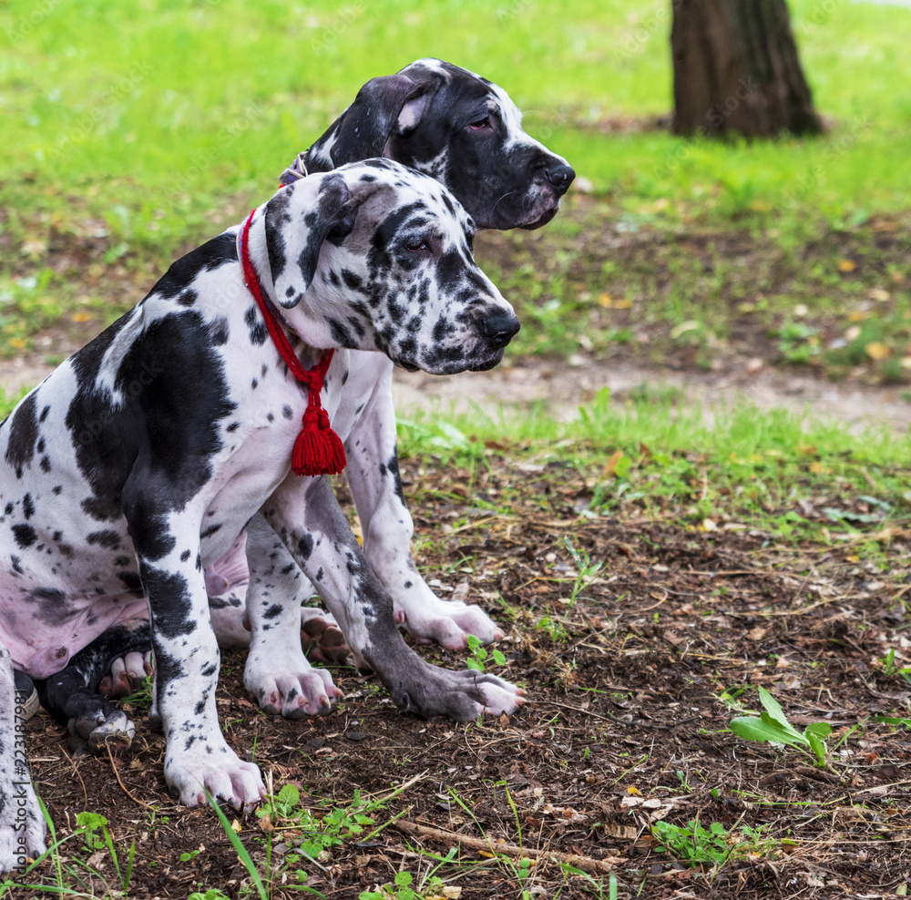 puppies white marble German dog sitting on green grass