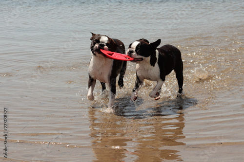 Perros jugando en el mar