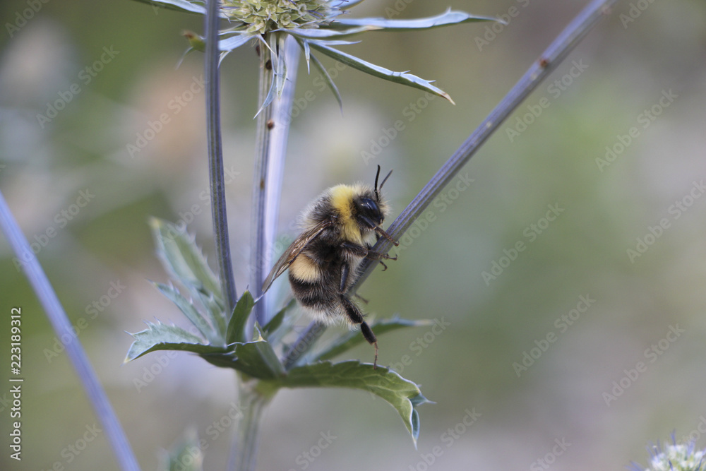 Bumble Bee holds on to plant stem Bumble Bee holds on to plant stem