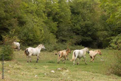 Cavallos salvajes en un prado