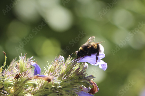 Bumble bee sucking nectar of flowers