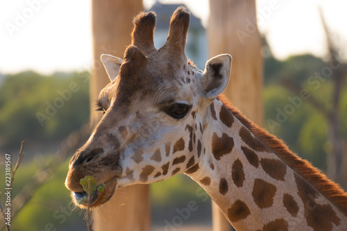 A giraffe looking © Alevtina