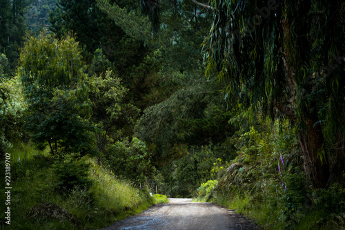 Pathway in dense foliage forest. Cogua, Cundinamarca photo