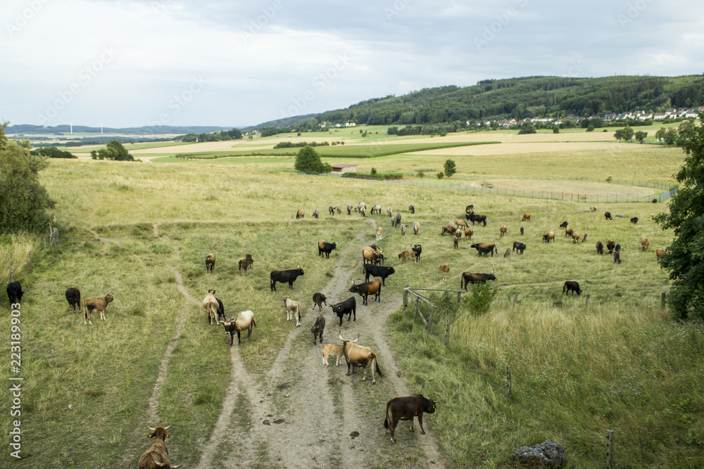 Herd or Flock of  aurochs