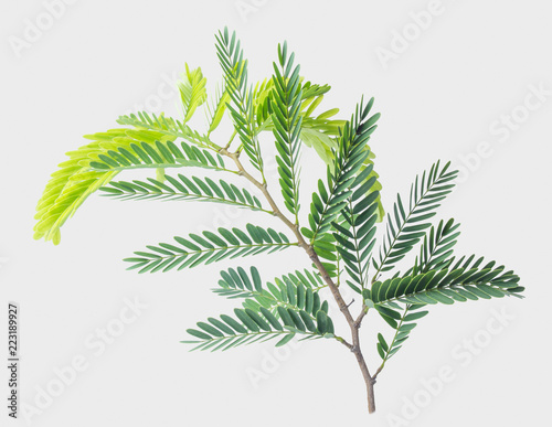 Tamarind leaves isolated on gray background with clipping path.