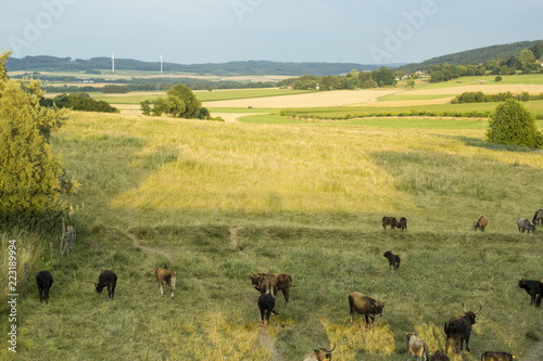 Fényképezés Herd or Flock of  aurochs