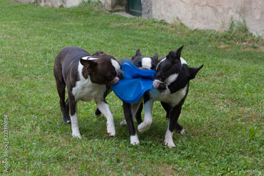 Perros jugando con un frisbee