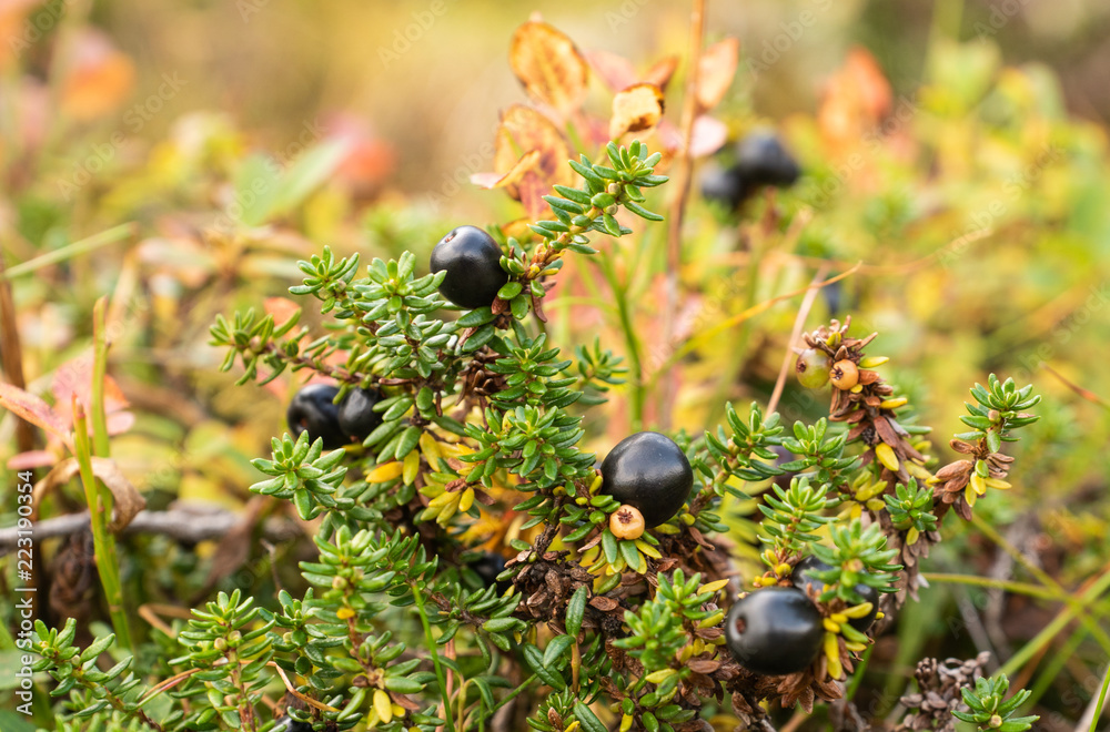 blaue Krähenbeeren