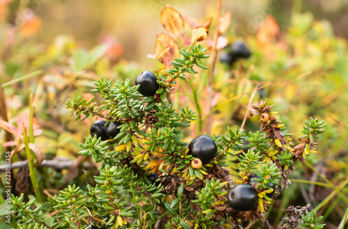 Obraz na płótnie blaue Krähenbeeren w salonie