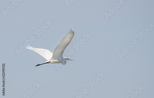 Silberreiher im Flug